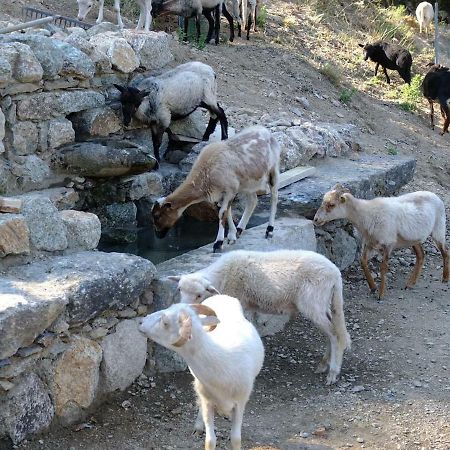 Les Bergeries "Le Figuier" Hotel Omessa Buitenkant foto