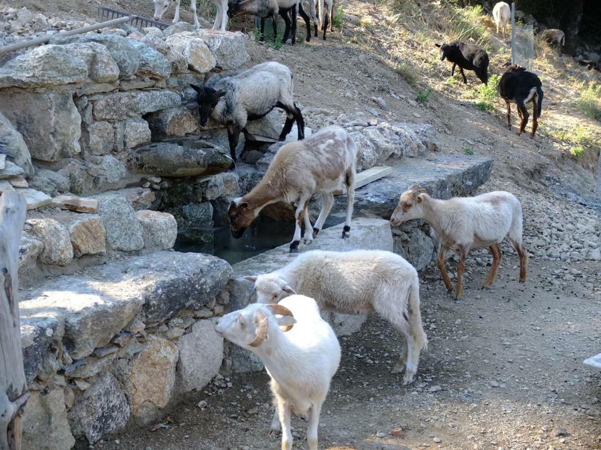 Les Bergeries "Le Figuier" Hotel Omessa Buitenkant foto